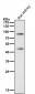 Anti-CD36/Sr B3 Rabbit Monoclonal Antibody